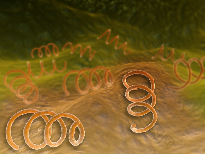 螺旋菌细胞示例插图
