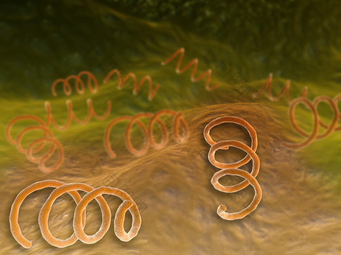 螺旋菌细胞示例插图