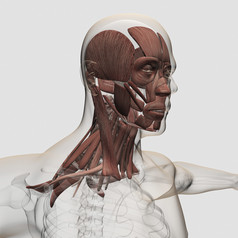 人类颈部脸部肌肉结构图