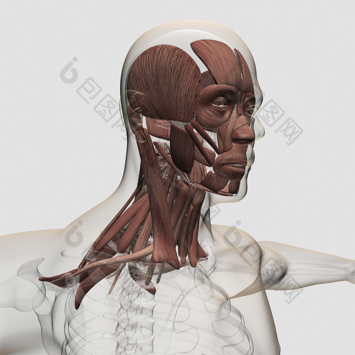 人类颈部脸部肌肉结构图