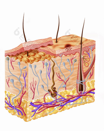 解剖学动脉细胞地层