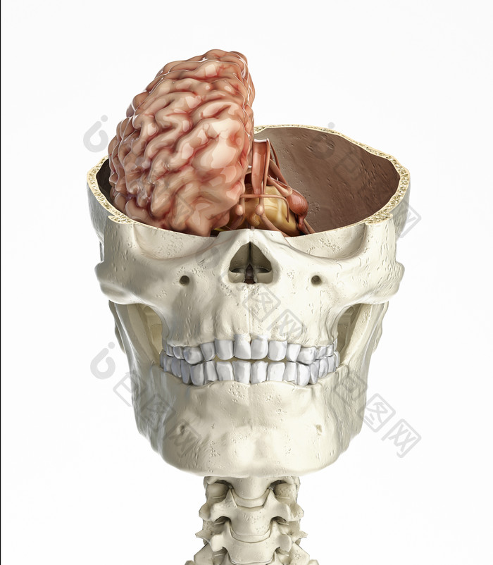 头骨头盖骨骨骼脑部医学