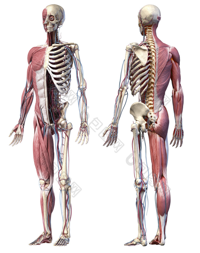 两具人类肌肉骨架分布模型