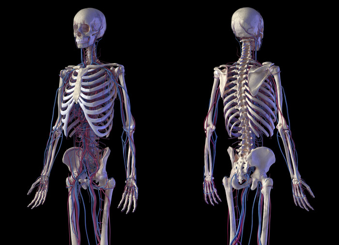 人类解剖学全身骨架正反侧面图