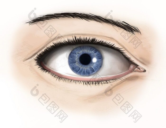 人体眼部结构示例插图
