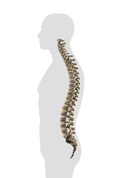 人体脊椎外形轮廓图