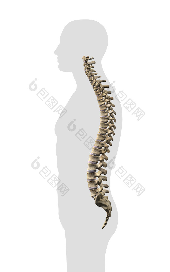 人体脊椎外形轮廓图
