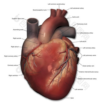 心脏心肌结构<strong>示例</strong>图