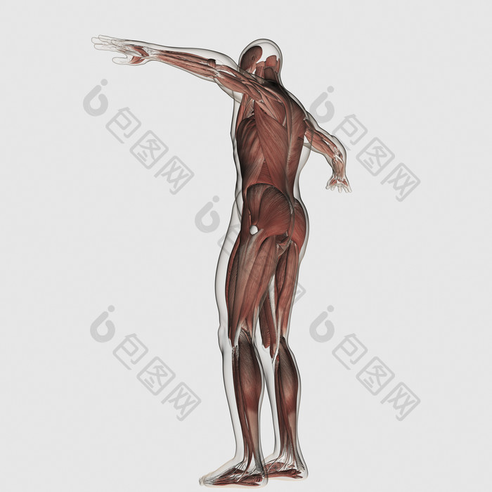 人体背部肌肉骨骼结构图