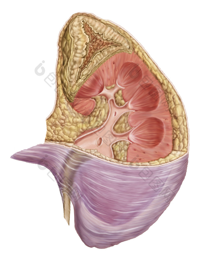 人体身体器官彩色组织图