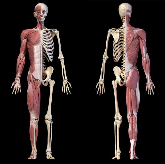 人类肌肉骨架分布模型