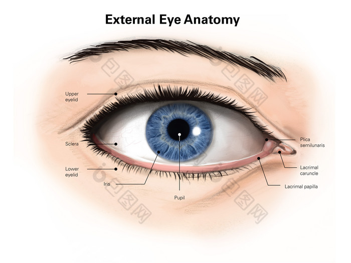 人体眼睛结构示例插图