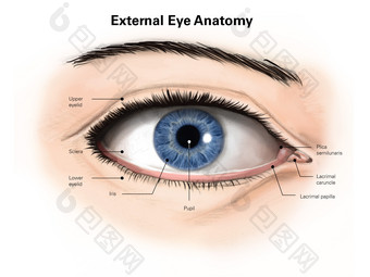 人体眼睛结构示例插图
