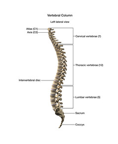 脊柱脊髓椎骨摄影图