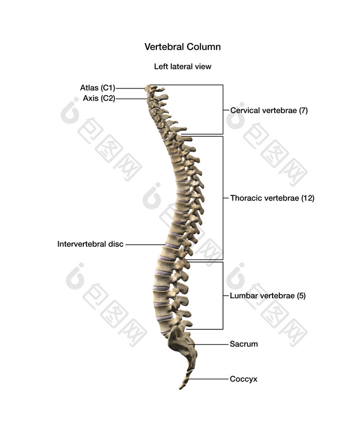 脊柱脊髓椎骨摄影图
