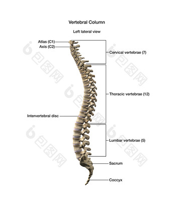 脊柱脊髓<strong>椎骨</strong>摄影图