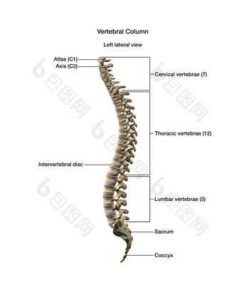 脊柱脊髓椎骨摄影图