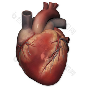 人体心肌心脏结构图