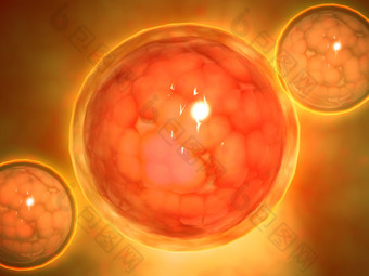 微生物胚细胞示例图