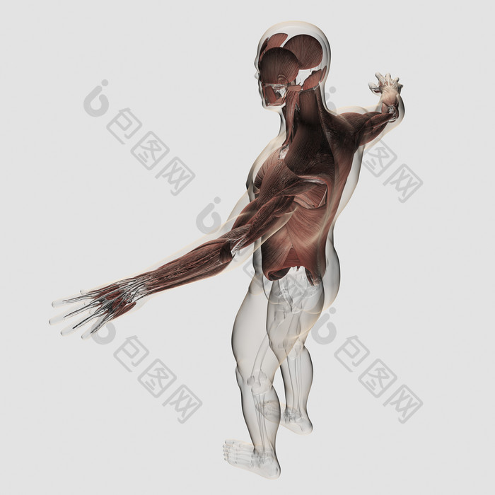 人体上半身背部肌肉结构图
