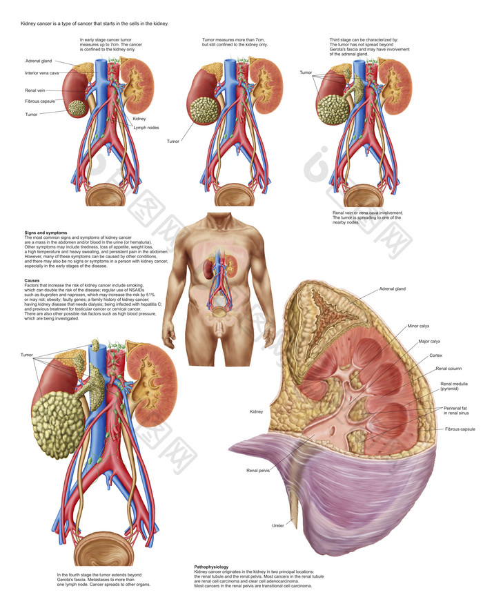 人体身体各部位器官