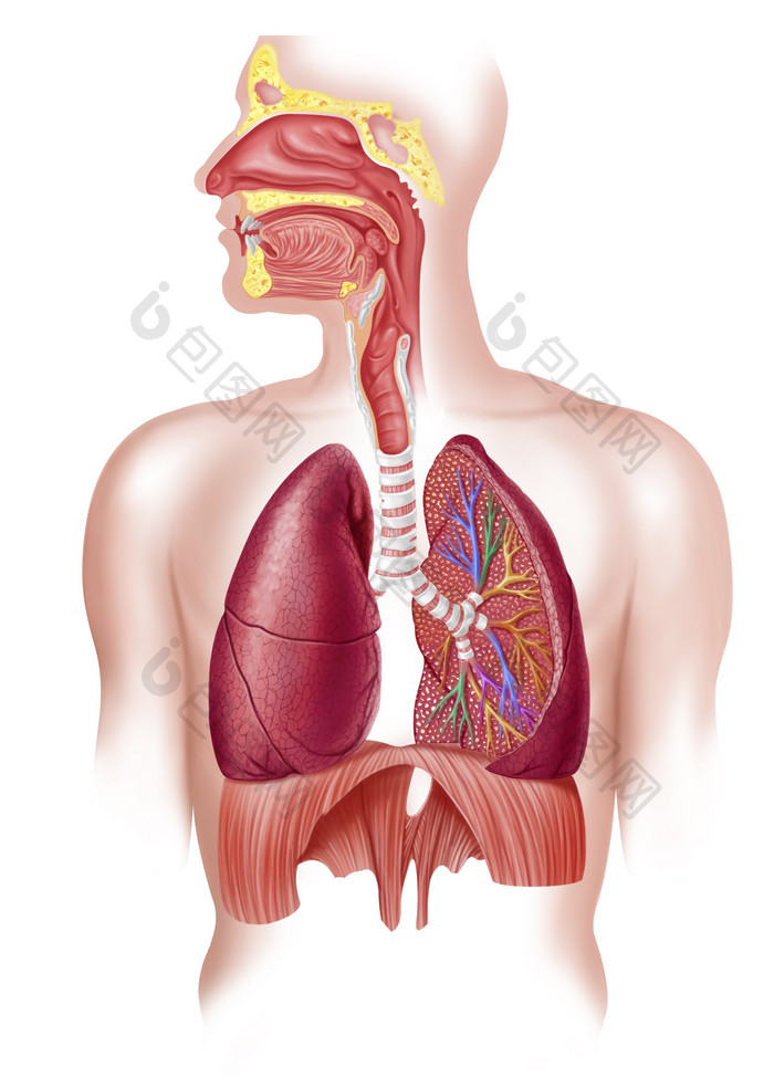 解剖学呼吸胸部器官