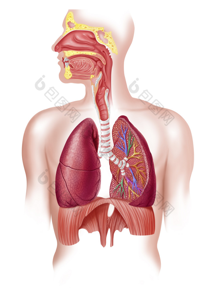 解剖学呼吸胸部器官高清图片下载 包图网
