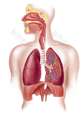 解剖学<strong>呼吸</strong>胸部器官