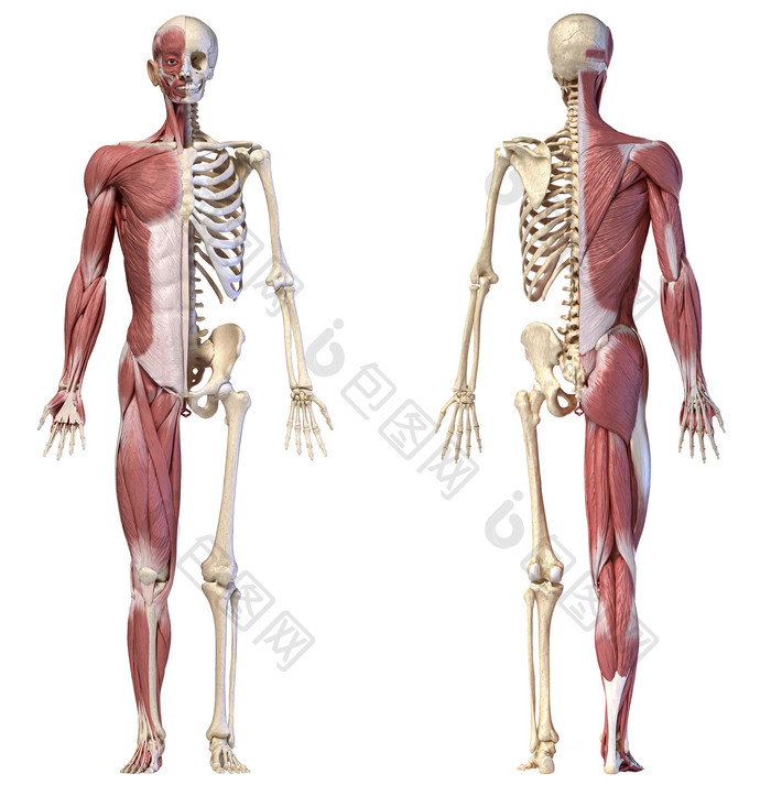 两具人类肌肉骨架示例图