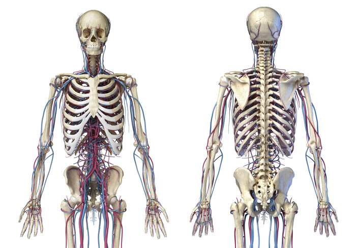 人类解剖生理学全身血管走向图