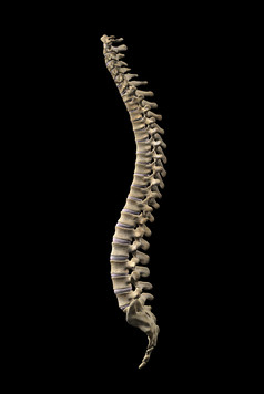 人体脊柱脊髓椎骨