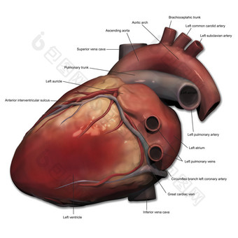 人体心脏心肌结构插图