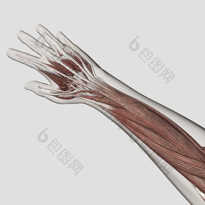 人体手臂肌肉结构示例图