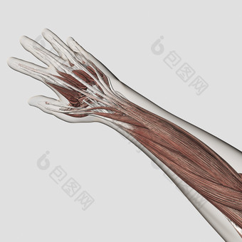 人体手臂肌肉<strong>结构示例</strong>图