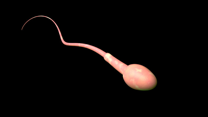 粉红色受精精子摄影图