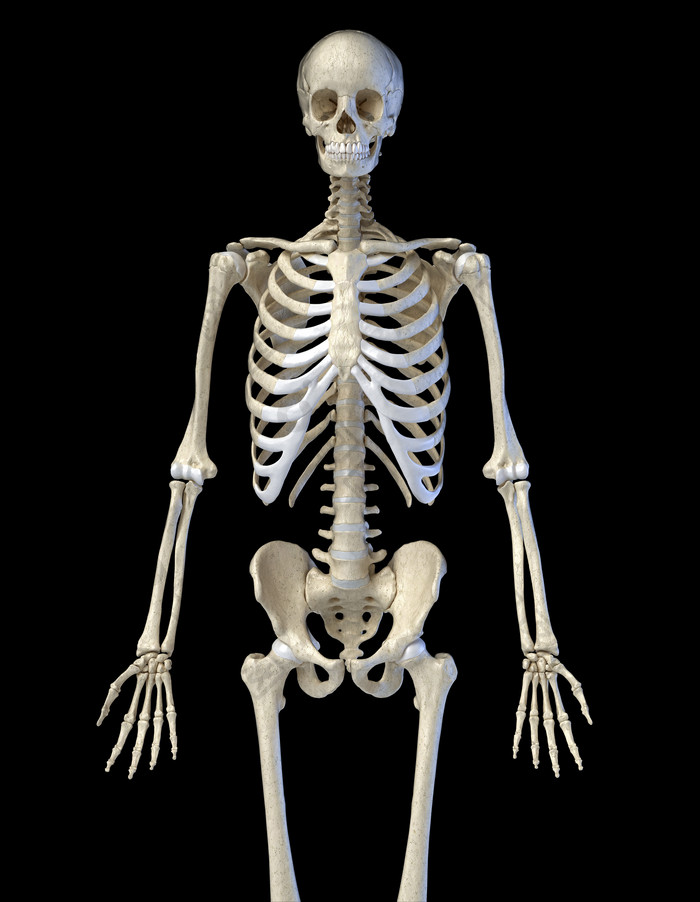 人类解剖生物学全身骨骼图
