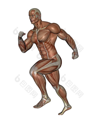 肌肉发达的人体组织解剖图