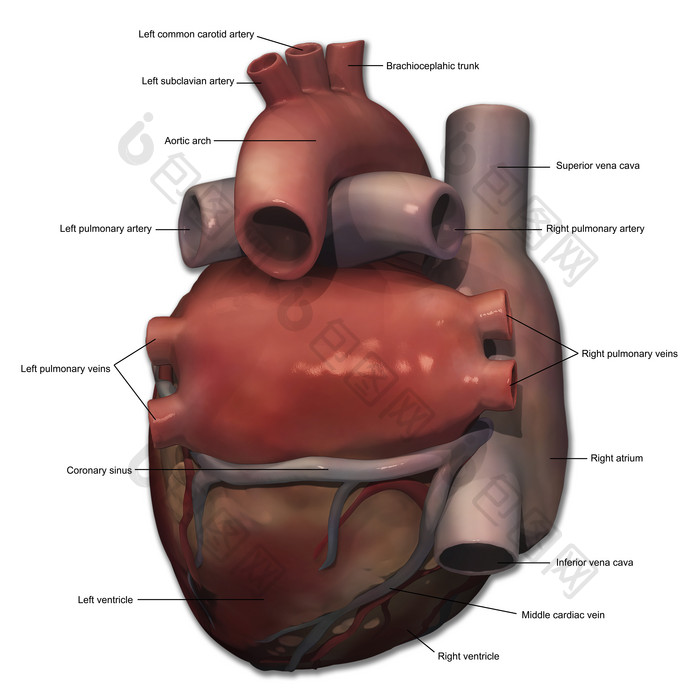 人体呼吸心脏结构插图