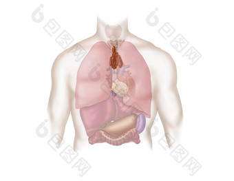 人体器官示例插图