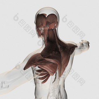 人体肩颈背部<strong>肌肉</strong>结构图