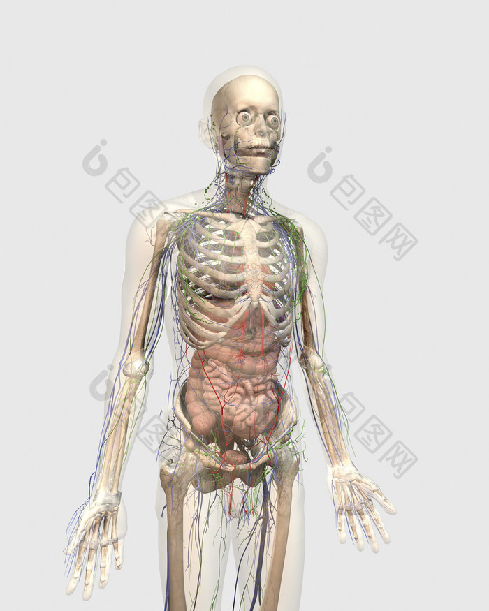 生物医疗人体模型
