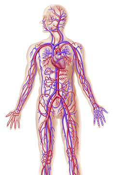 解剖学心脏病学静脉血管