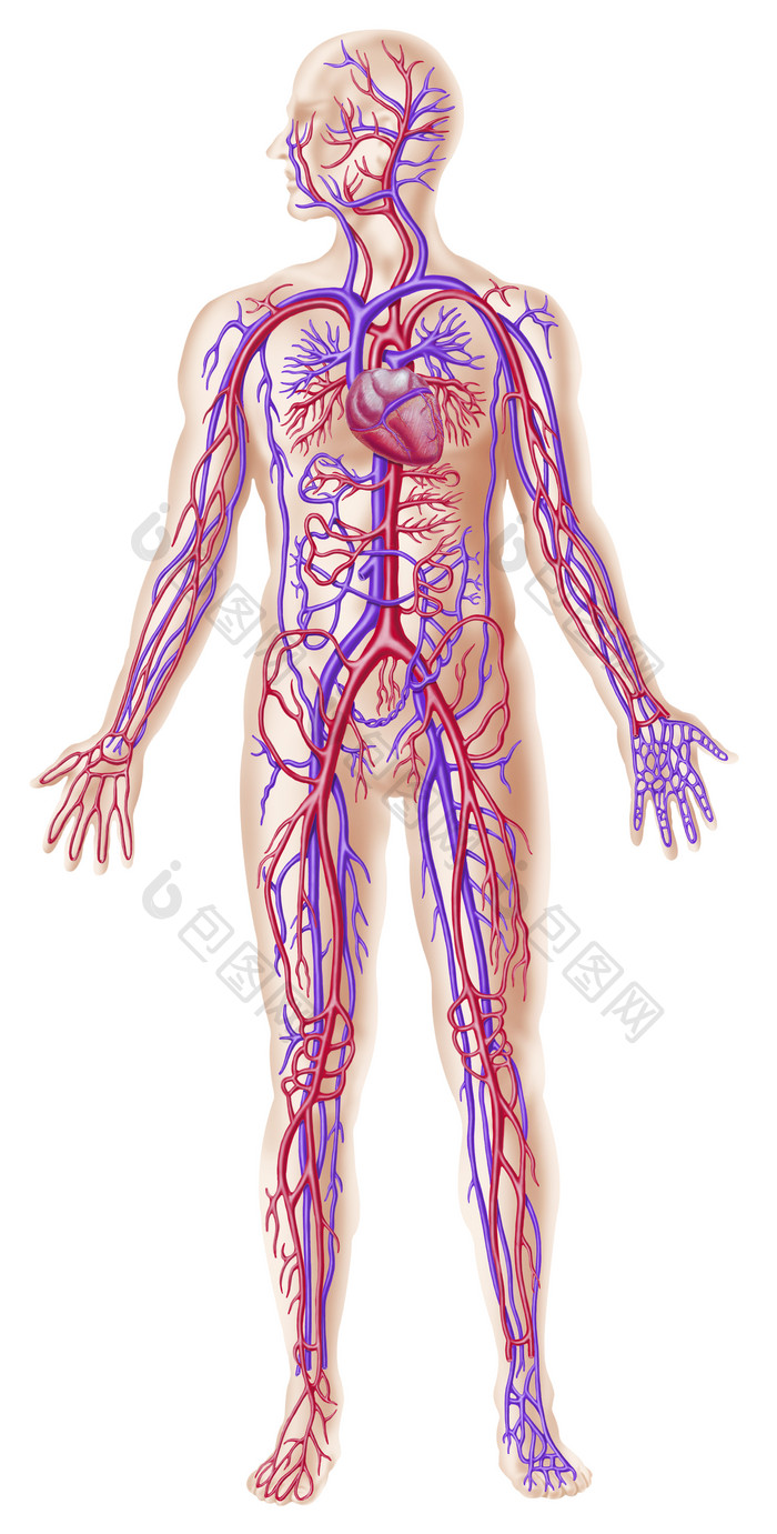 解剖学心脏病学静脉血管