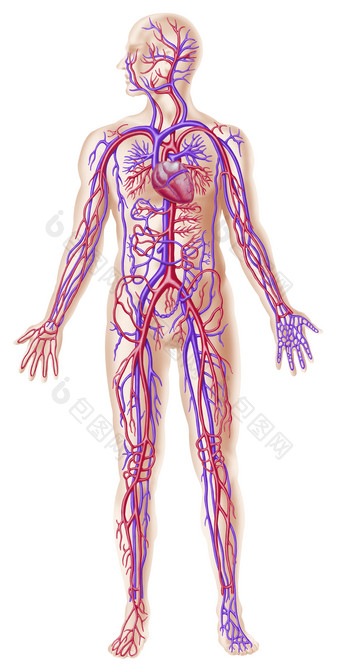 解剖学心脏病学静脉血管
