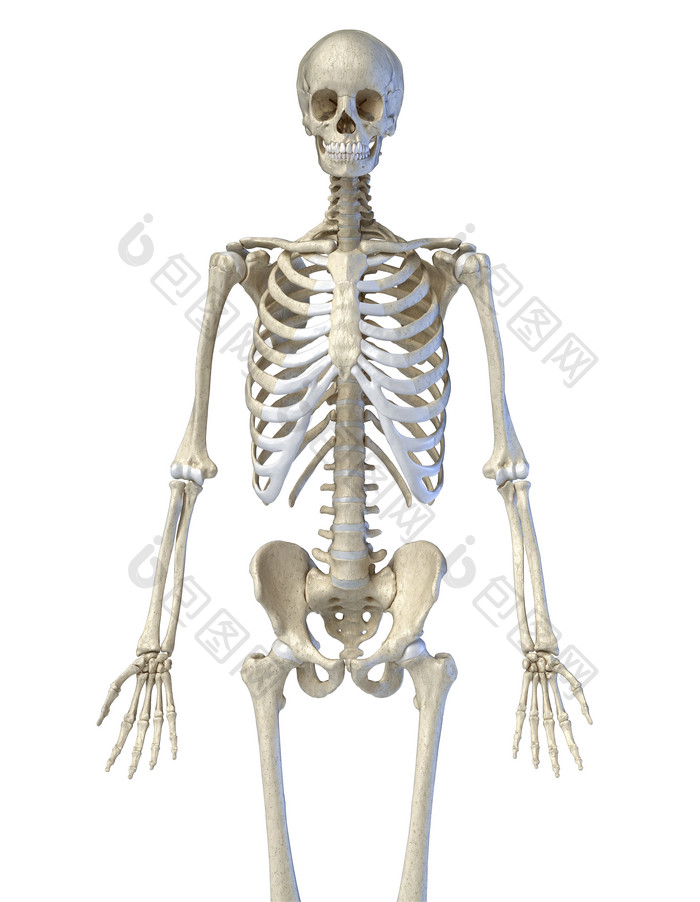 人类解剖学全身骨架示例图