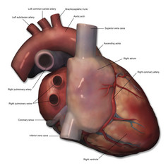 人体心脏结构示例图