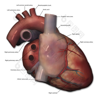 人体心脏结构示例图