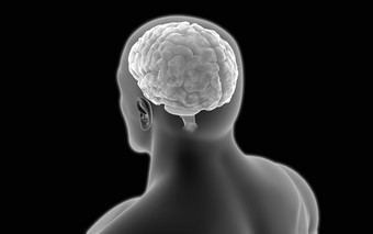 人体黑白大脑解剖摄影插图