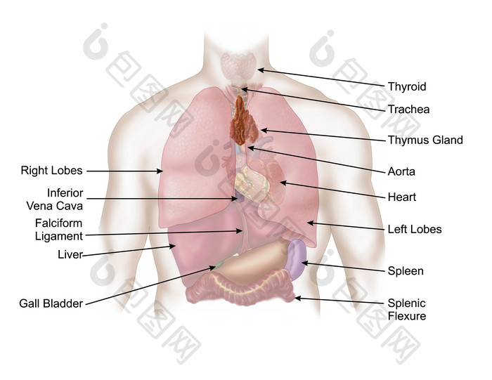 人体器官示例结构图