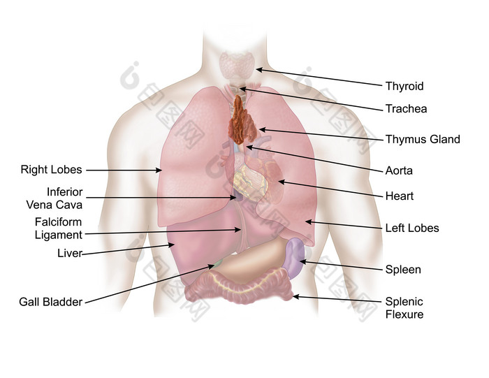 人体器官示例结构图